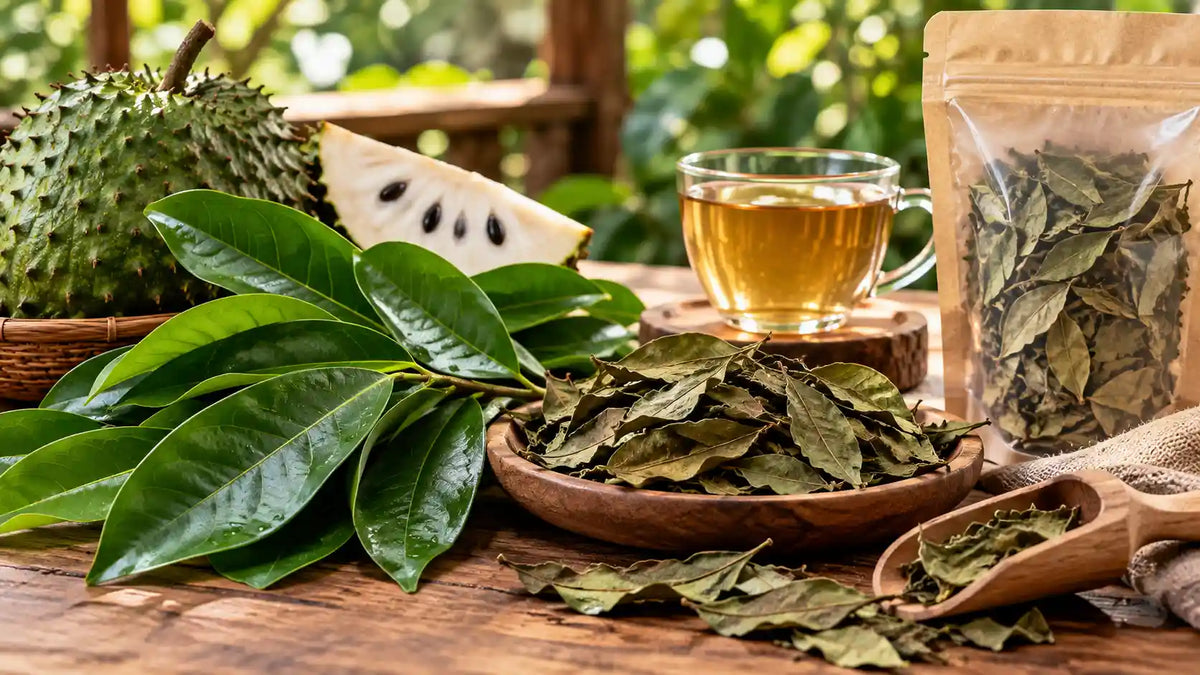 Fresh and dried soursop leaves with soursop fruit and herbal tea